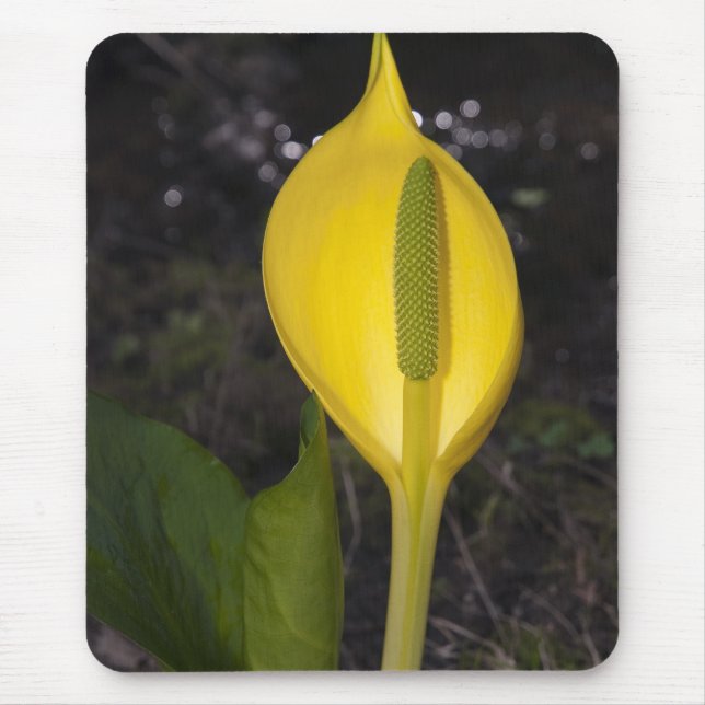 Skunk Cabbage Blossom - Mousepad (Front)