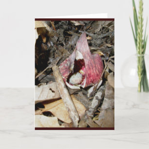 Skunk Cabbage Card #1 (Symplocarpus foetidus (L.)