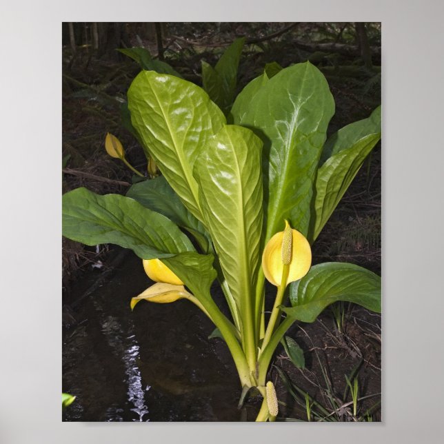 Skunk Cabbage - Fine Art Print (Front)