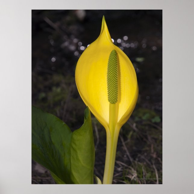 Skunk Cabbage - Fine Art Print (Front)