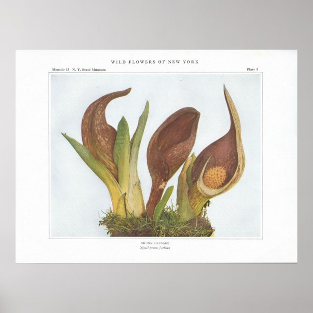 Skunk Cabbage - Spathyema foetida Poster (Front)