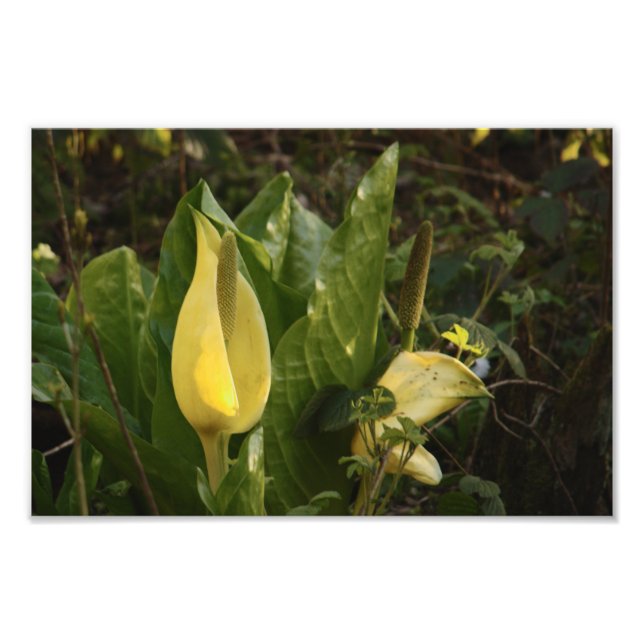 Skunk Cabbages Photo Print (Front)