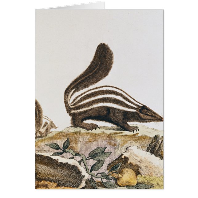 Skunk, from 'Histoire Naturelle' by (Front)