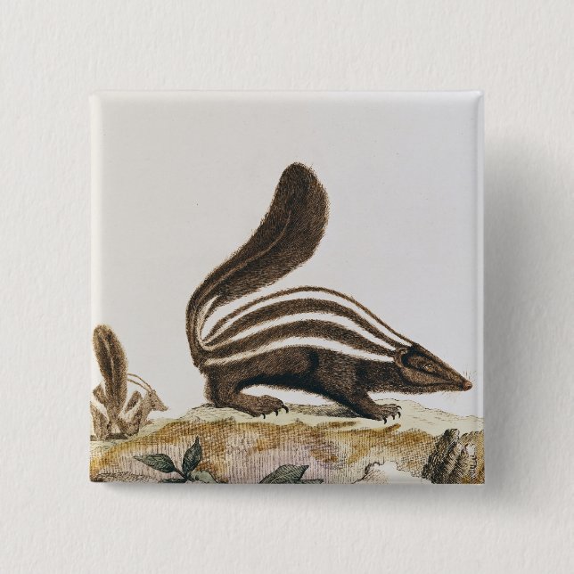 Skunk, from 'Histoire Naturelle' by 2 Inch Square Button (Front)