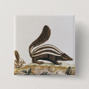 Skunk, from 'Histoire Naturelle' by 2 Inch Square Button