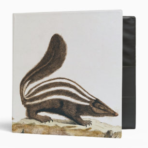 Skunk, from 'Histoire Naturelle' by Binder