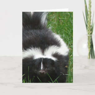 Skunk Greeting Card