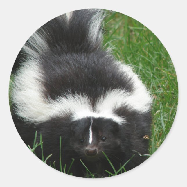 Skunk Sticker (Front)