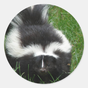 Skunk Sticker