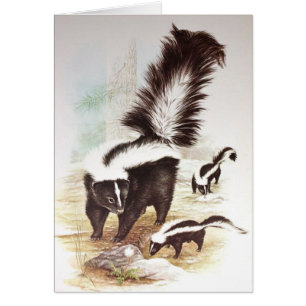 Skunks In The Snow