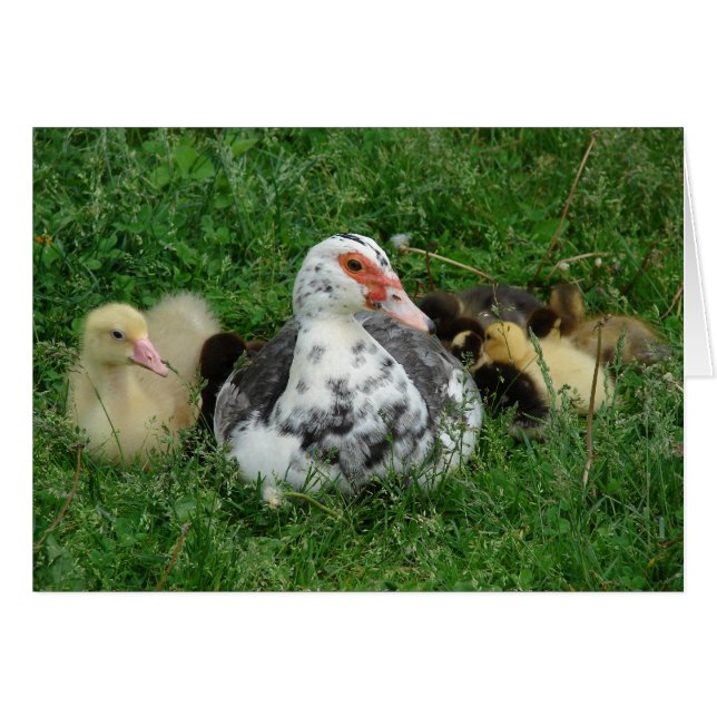 Sky and the ducklings  (Front Horizontal)