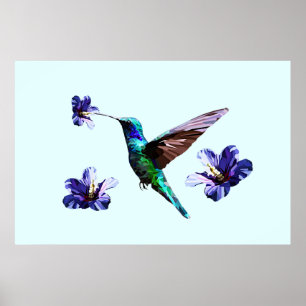Sky Blue Gorgeous Hummingbird/Hibiscus Poster