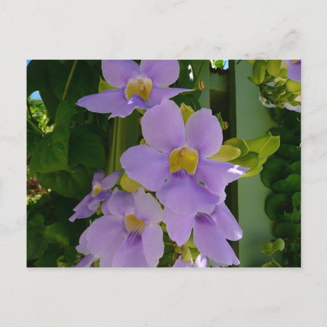 Sky Flower Vine Tropical Purple Floral Postcard (Front)
