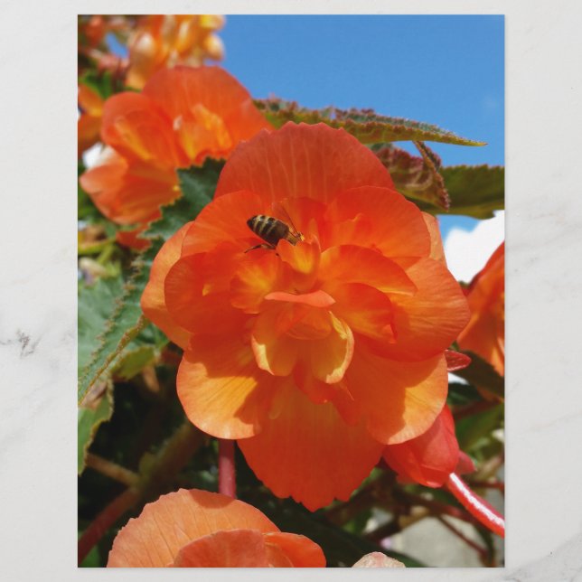 sky, flowers and bee (Front)