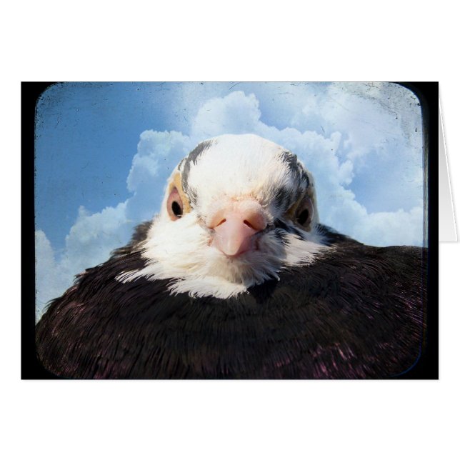 Sky High Pigeon All Occasions Greeting Card  (Front Horizontal)