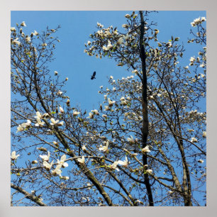 sky in spring poster