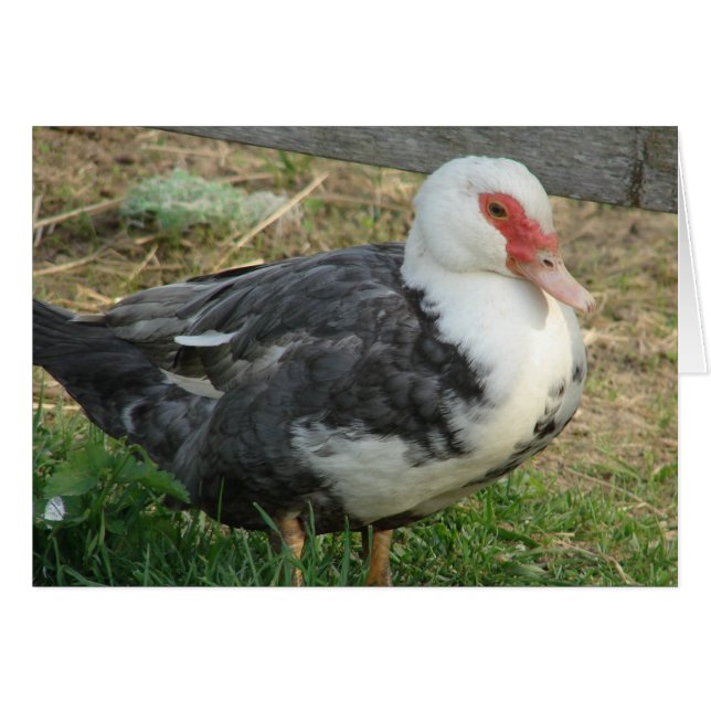 Sky Jr. (Devant horizontal)