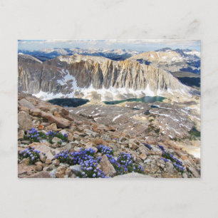 Sky Pilot Flowers, Mt. Whitney, California Postcard