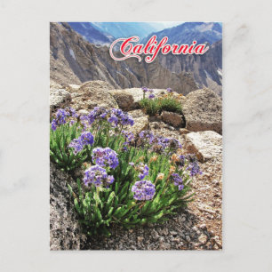 Sky Pilot Flowers, University Peak, California Postcard