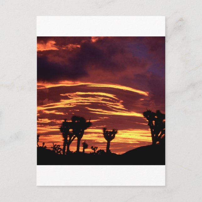Sky Sunset Joshua Tree California Postcard (Front)