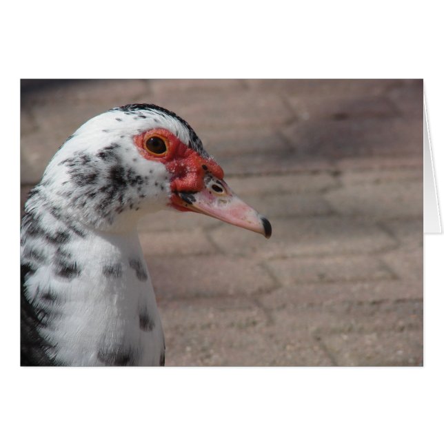 Sky the Muscovy Hen Duck (Front Horizontal)