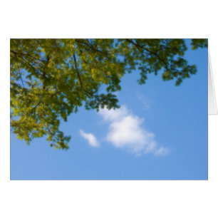 sky view with tree top