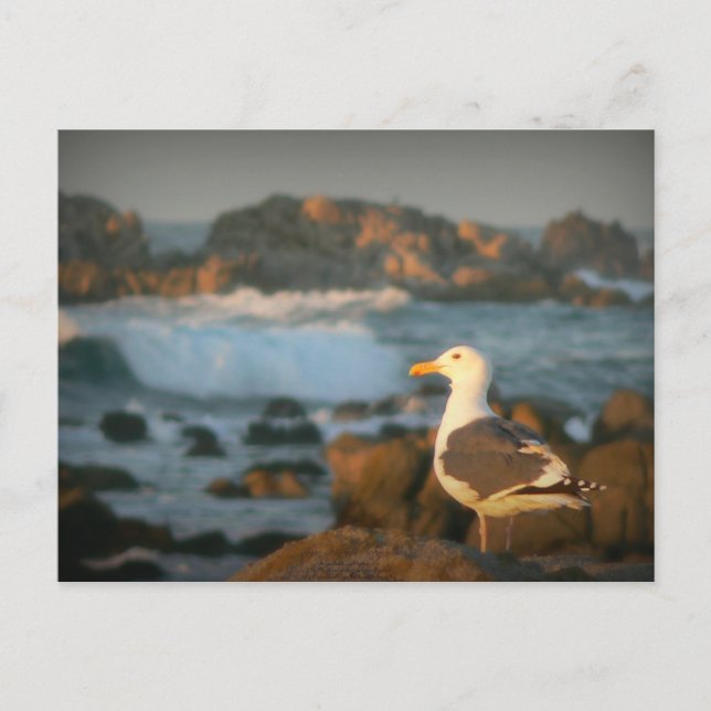 Skylark Seagull Postcard (Front)