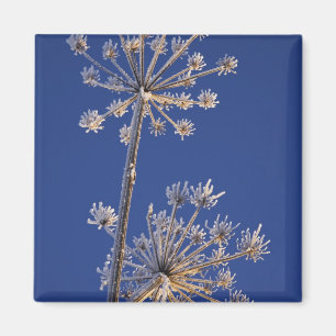 Skyward view of Cow Parsnip in winter covered in Magnet