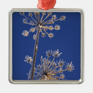 Skyward view of Cow Parsnip in winter covered in Metal Ornament