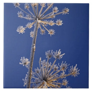 Skyward view of Cow Parsnip in winter covered in Tile