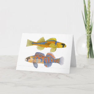 Slackwater & Orange-Throated Darters Card