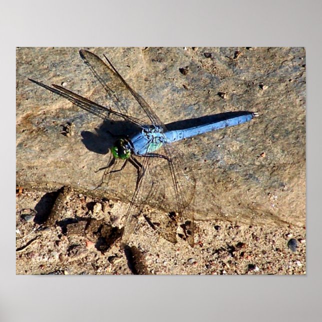 Slate Blue Dragonfly Nature Poster (Front)