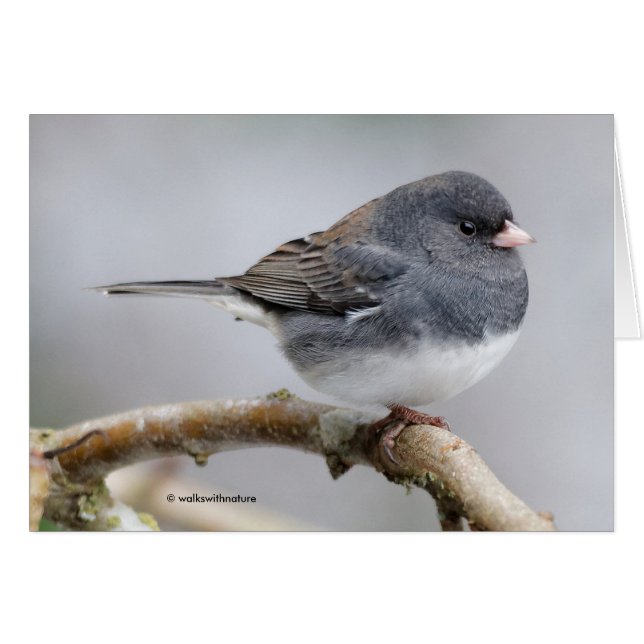 Slate-Coloured Dark-Eyed Junco on the Pear Tree (Front Horizontal)