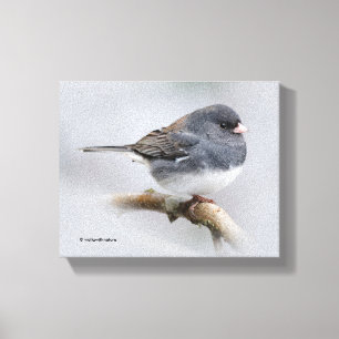 Slate-Coloured Dark-Eyed Junco on the Pear Tree Canvas Print