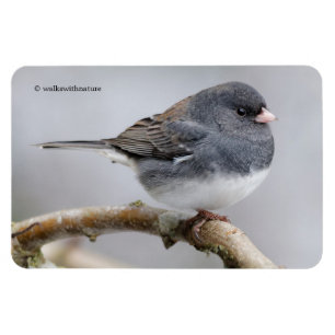 Slate-Coloured Dark-Eyed Junco on the Pear Tree Magnet