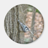 Slate Grey Nuthatch Songbird Coordinated Items