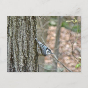 Slate Grey Nuthatch Songbird Coordinated Items Postcard
