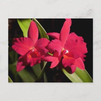Slc. Madge Fordyce 'Red Orb' AM/AOS Postcard
