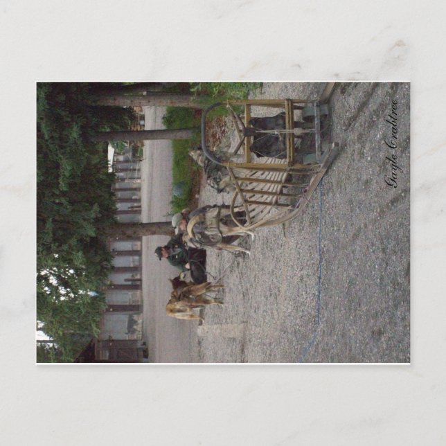 Sled dog team in Denali, Alaska Postcard (Front)