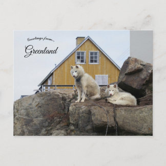 Sled Dogs in Upernavik Greenland Postcard