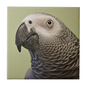 Sleek Congo African Grey Parrot Tile
