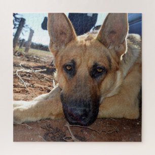 Sleep Entitlement: Sleepy Eyes Young Alsatian, Jigsaw Puzzle