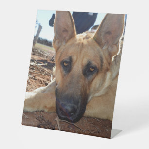 Sleep Entitlement: Sleepy Eyes Young Alsatian, Pedestal Sign