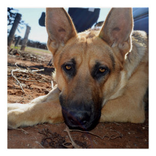 Sleep Entitlement: Sleepy Eyes Young Alsatian, Poster