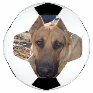 Sleep Entitlement: Sleepy Eyes Young Alsatian, Soccer Ball