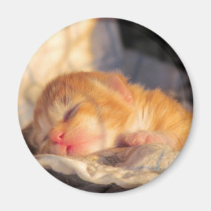 Sleep Tight Sweet Kitty Magnet