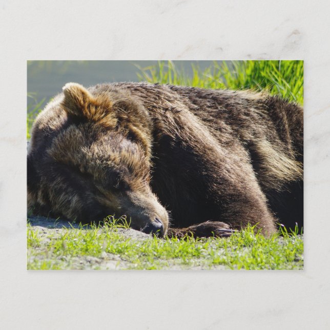 Sleeping Alaska Grizzly Bear Postcard (Front)
