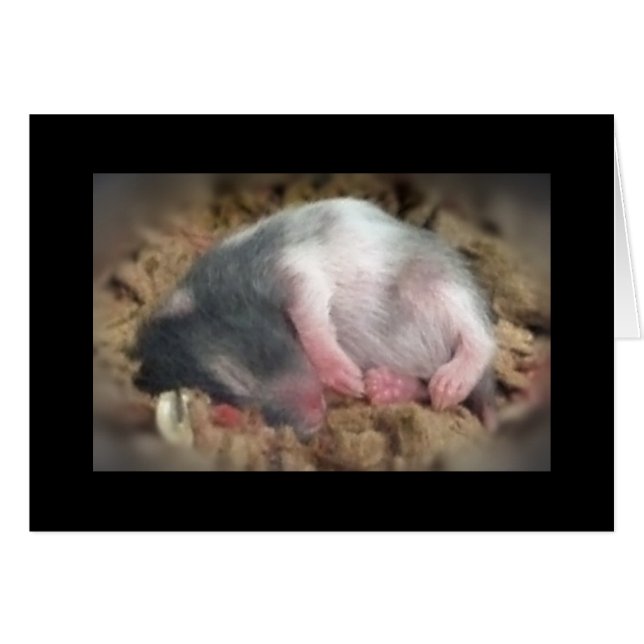 Sleeping Baby Hamster (Front Horizontal)