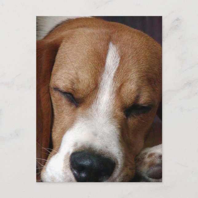 Sleeping Beagle Postcard (Front)