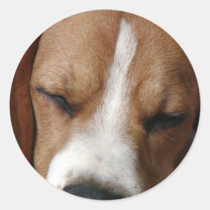 Sleeping Beagle Sticker